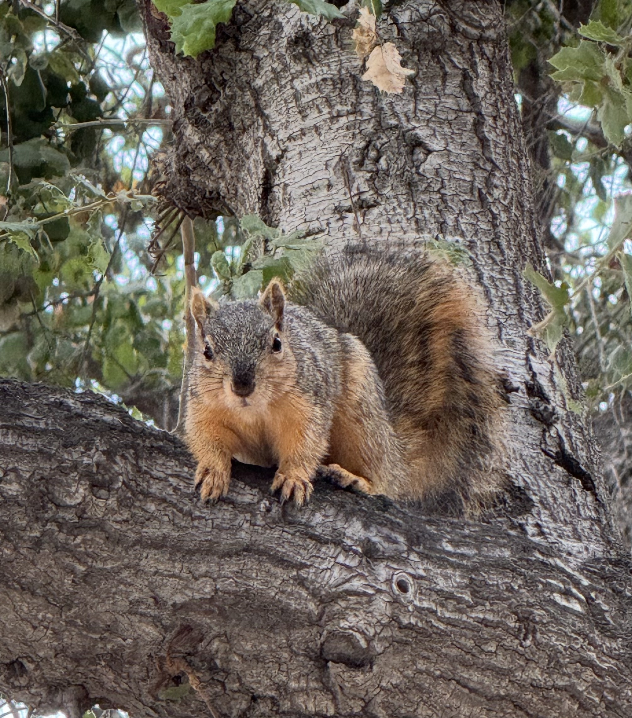cute squirrel