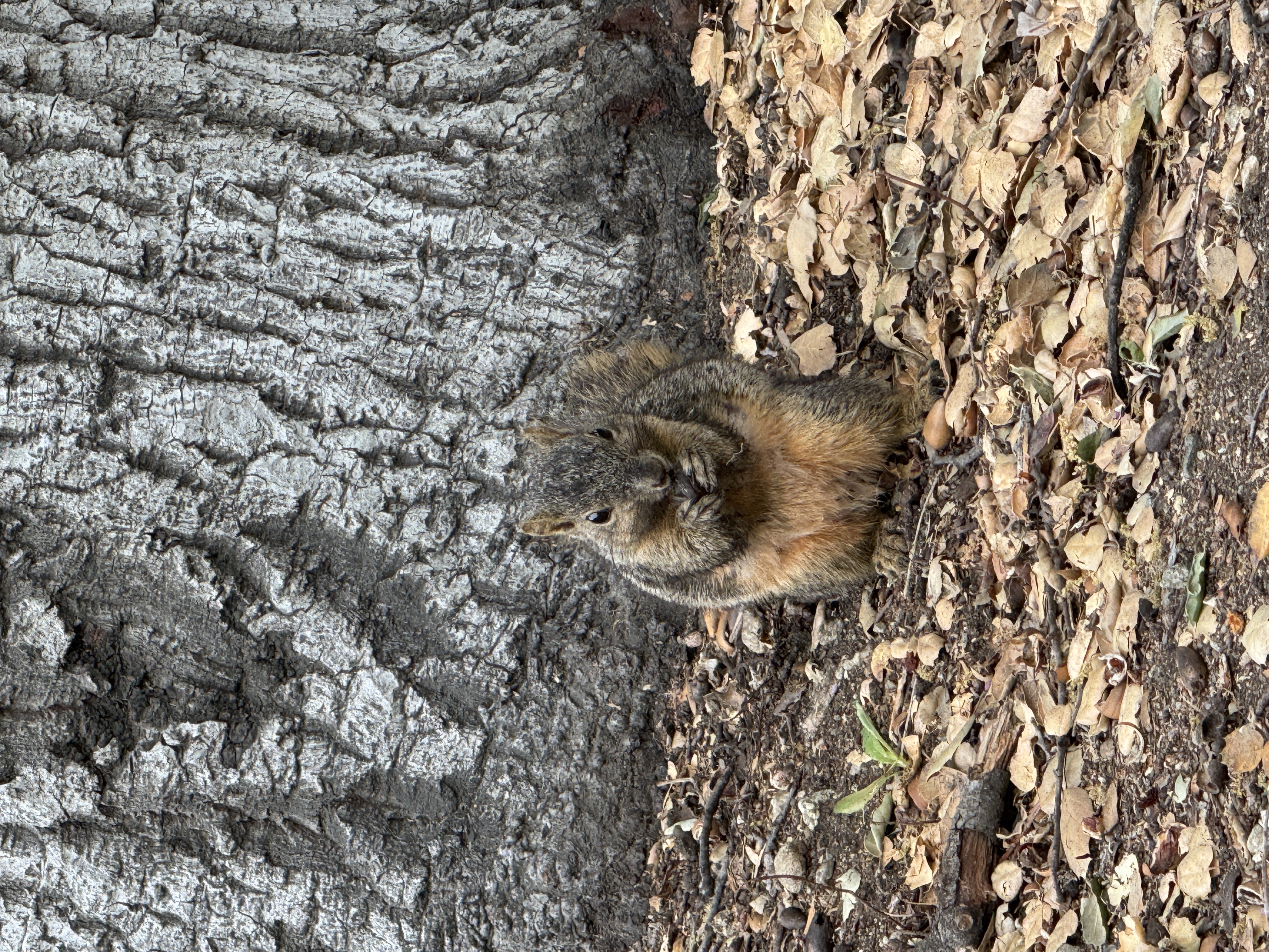 cute squirrel